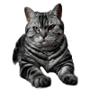 American Shorthair