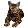 Bengal