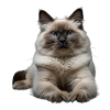Birmanie