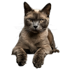 Birman