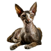 Cornish Rex