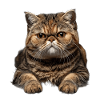 Exotic Shorthair