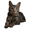 Egyptian Mau