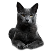 Korat