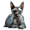 Devon Rex