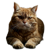 European Shorthair