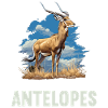 Antelope Antilopen Antilope