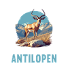 Antelope Antilopen Antilope