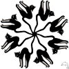 Morci