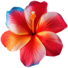 Hibiscus Fleur Hawaïenne
