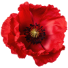 Corn poppy