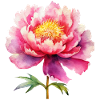 Peony Peony