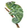 Veiled Panther Chamaeleonidae Lover Chameleon