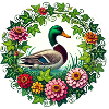 Mallard Duck