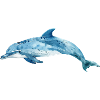 Aquarell Delphin