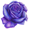 Purple Rose