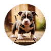 baby pitbull