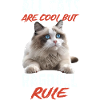 Ragdoll