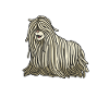 Kawaii Komondor