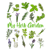 My Herb Garden - Medicinal Herbs