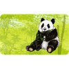Niedlicher Panda Bär mit Bambus im Bambuswald