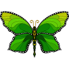 Green Butterfly