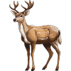 Deer Animal