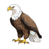 Eagle Animal