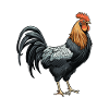 Animal Coq