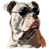 Bull terrier américain