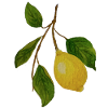 Lemon sprig