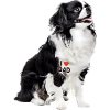 Japanese Chin Dad Papa