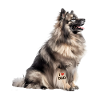 Keeshond Dad Papa