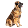 Leonberger Dad Papa