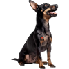 Manchester Terrier Dad Papa