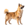 Norwegian Buhund Dad Papa