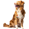 Nouvelle-Écosse Duck Tolling Retriever Papa