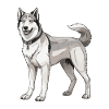 Husky Hund Tier