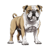 Bulldog Dog Animal