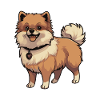 Pomeranian Dog Animal