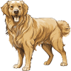 Golden Retriever Dog Animal
