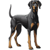 Doberman Dog Animal