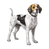 Beagle Hund Tier