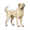 Kangal Dog Animal