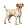 Labrador Dog Animal