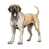 Mastiff Hund Tier