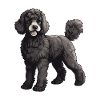 Poodle Dog Animal