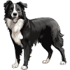 Border Collie Dog Animal