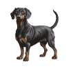 Dachshund Tier Dackel