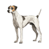 Greyhound Dog Animal